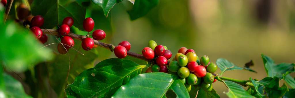 Bravura — Competition Espresso Blend