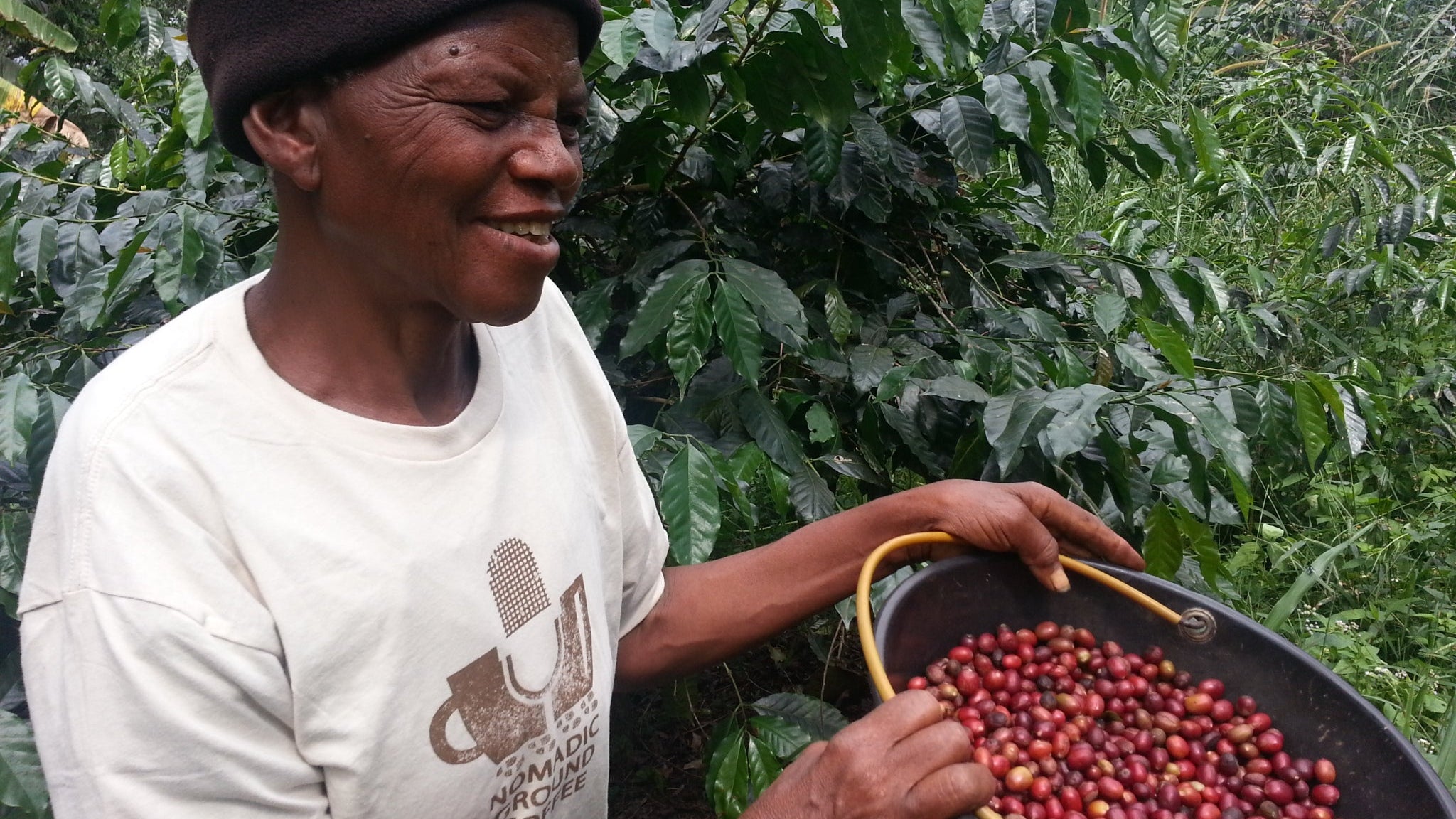 Woman holding a basket of coffee cherries in a coffee plantation
