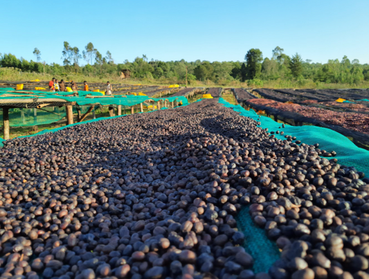 Ethiopia Yirgacheffe Anaerobic Natural
