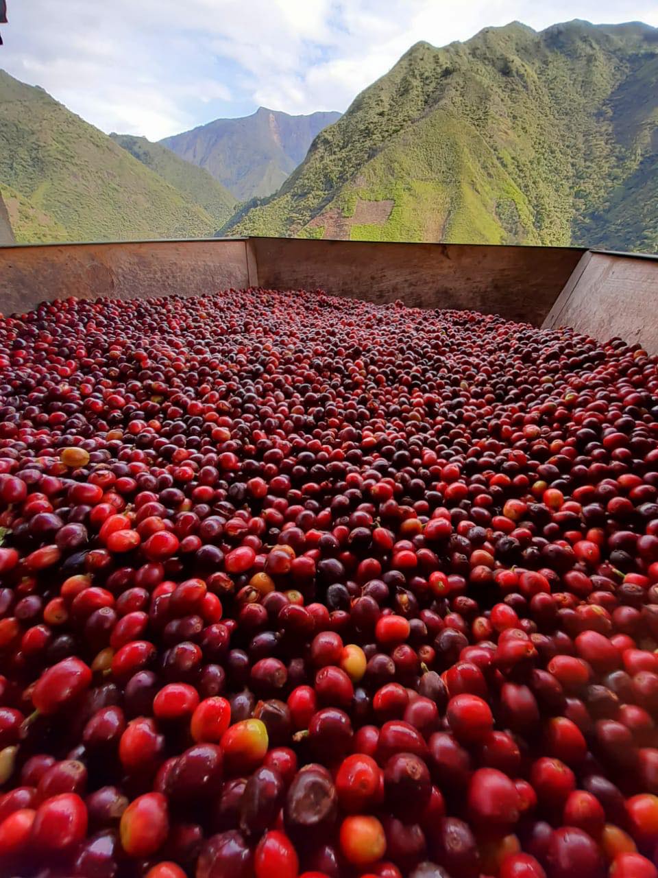 Colombia Huila - Anaerobic Natural image 3